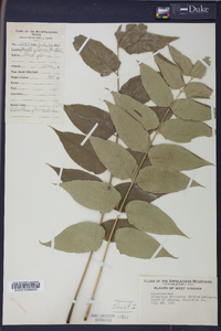 Ailanthus altissima image