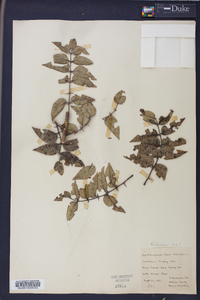 Zanthoxylum clava-herculis image