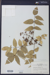 Zanthoxylum clava-herculis image