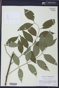 Zanthoxylum clava-herculis image