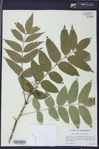 Zanthoxylum clava-herculis image