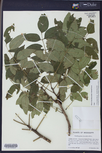 Zanthoxylum clava-herculis image