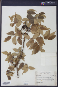 Zanthoxylum clava-herculis image