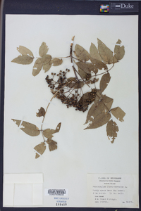 Zanthoxylum clava-herculis image