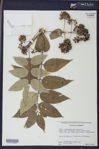 Zanthoxylum clava-herculis image