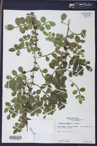 Zanthoxylum fagara image