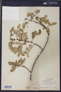 Zanthoxylum fagara image