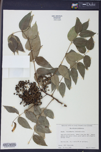 Zanthoxylum clava-herculis image