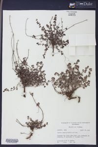 Ayenia euphrasiifolia image
