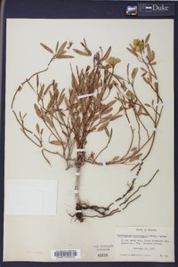 Cienfuegosia heterophylla image