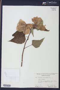 Hibiscus lasiocarpos image