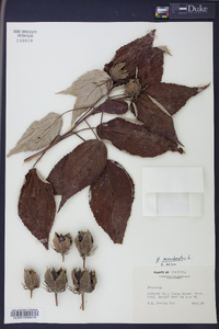 Hibiscus moscheutos image