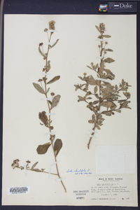 Sida rhombifolia image