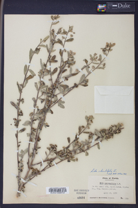 Sida rhombifolia image