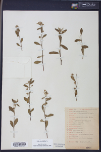 Sida rhombifolia image