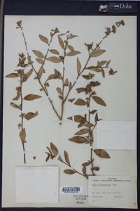 Sida rubromarginata image