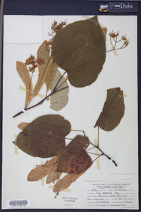 Tilia heterophylla image