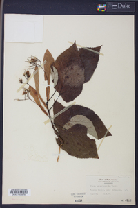 Tilia heterophylla image