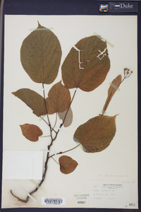 Tilia heterophylla image