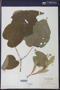 Tilia heterophylla image