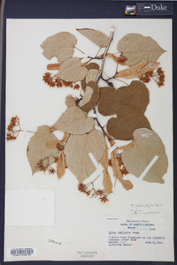 Tilia heterophylla image