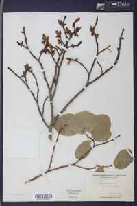 Dirca palustris image