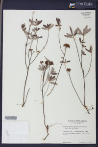 Helianthemum corymbosum image