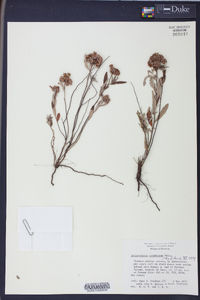 Helianthemum corymbosum image