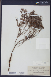 Helianthemum corymbosum image