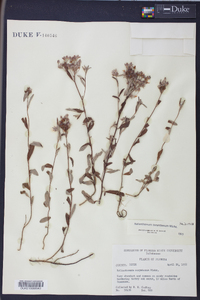 Helianthemum corymbosum image