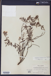 Helianthemum corymbosum image