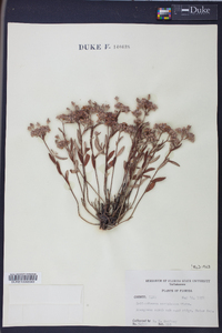 Helianthemum corymbosum image