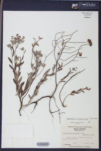 Helianthemum corymbosum image