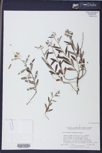 Helianthemum corymbosum image