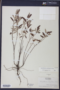 Helianthemum corymbosum image