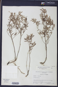 Helianthemum georgianum image