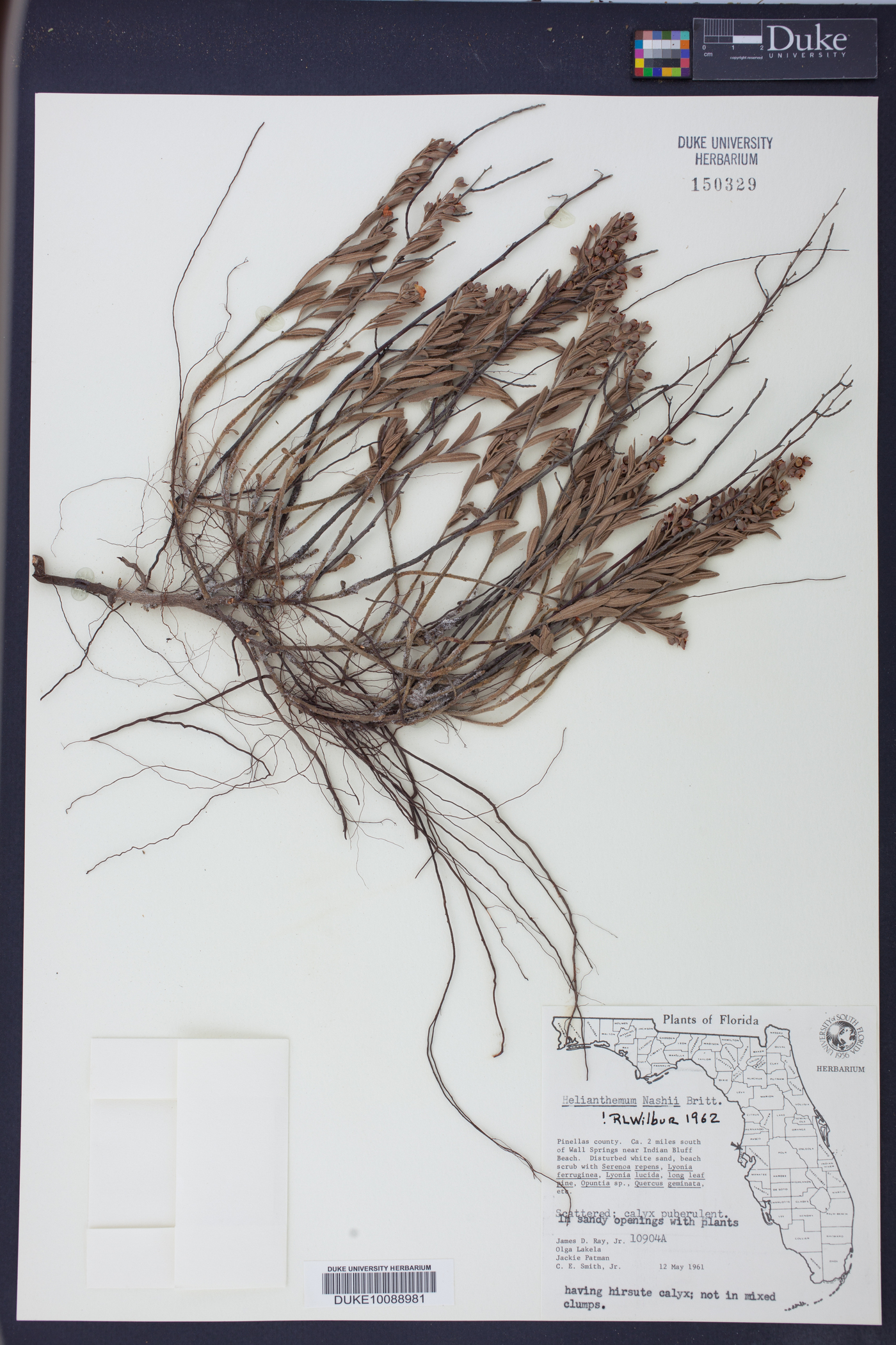 Crocanthemum nashii image
