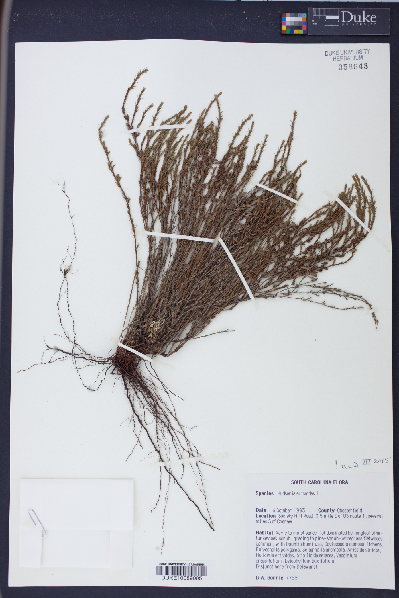 Hudsonia ericoides image
