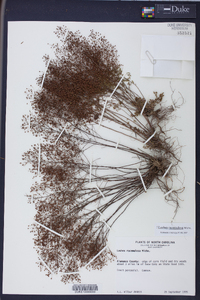 Lechea racemulosa image