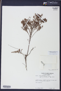 Lechea sessiliflora image