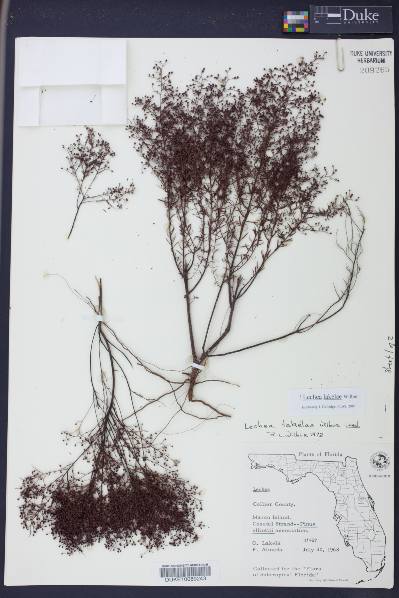 Lechea lakelae image