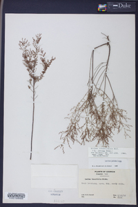 Lechea sessiliflora image