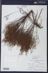 Lechea sessiliflora image