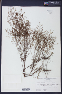 Lechea sessiliflora image