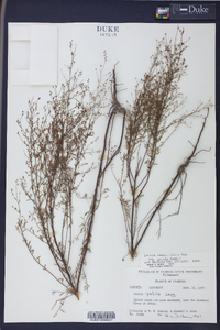 Lechea sessiliflora image