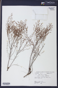 Lechea sessiliflora image