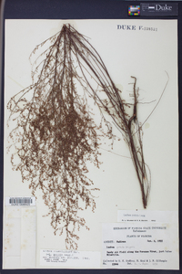 Lechea sessiliflora image