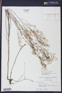 Lechea sessiliflora image