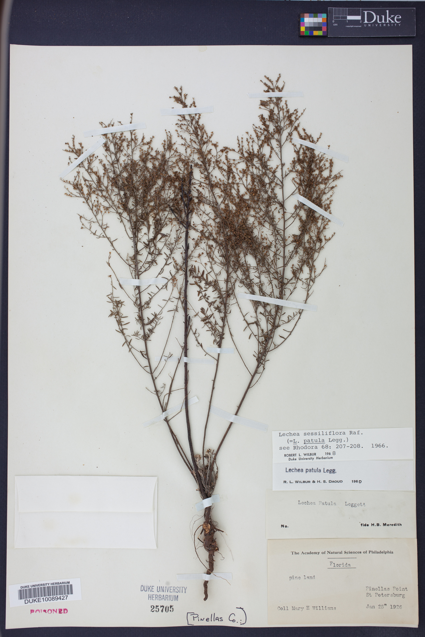 Lechea sessiliflora image