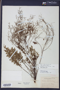 Lechea sessiliflora image